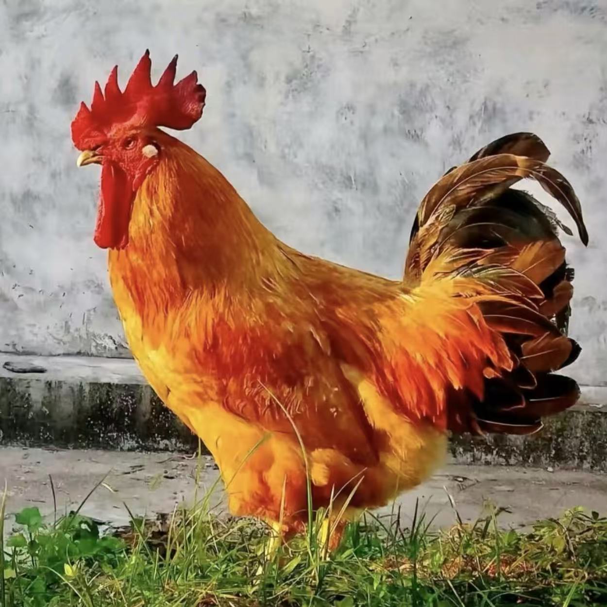 农家散养九斤红半斤发货全国包邮到手12只