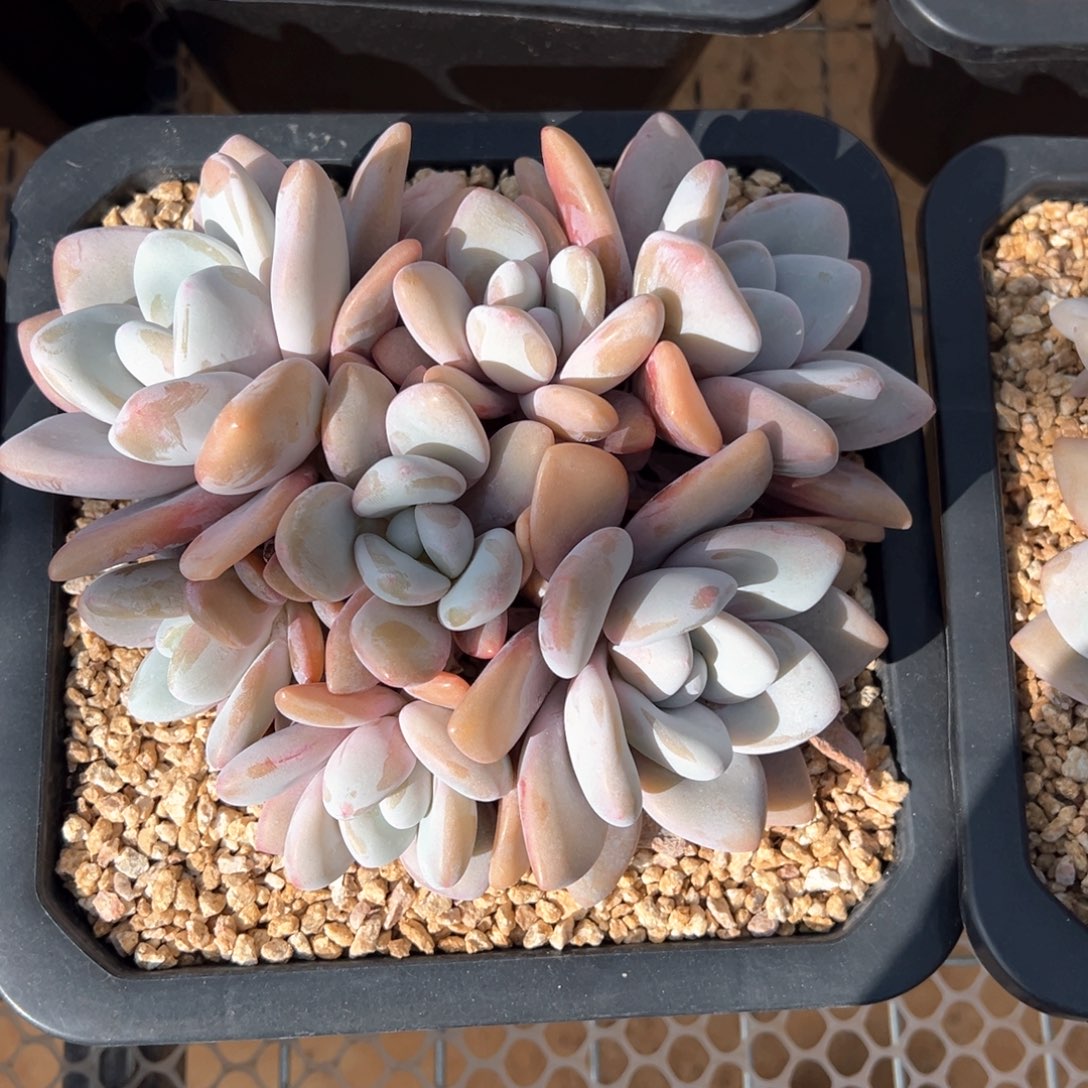 粉兔平头多肉植物