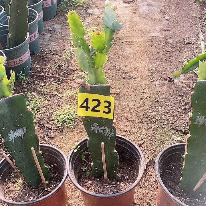 无花朵豆*妈泽娜/423号