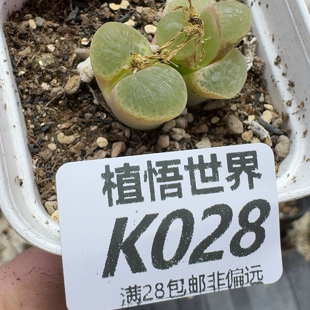的植物多肉植物多肉植物