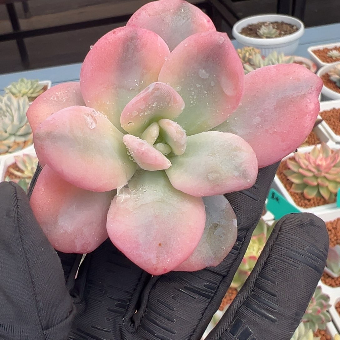 粉兔锦，覆轮锦砍头