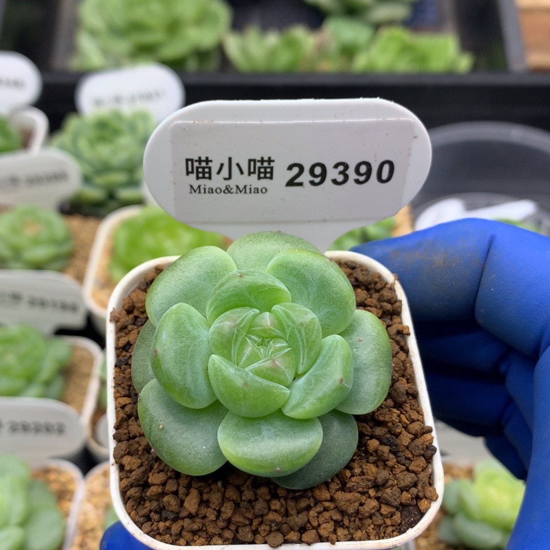 多肉植物杂交珍妮
