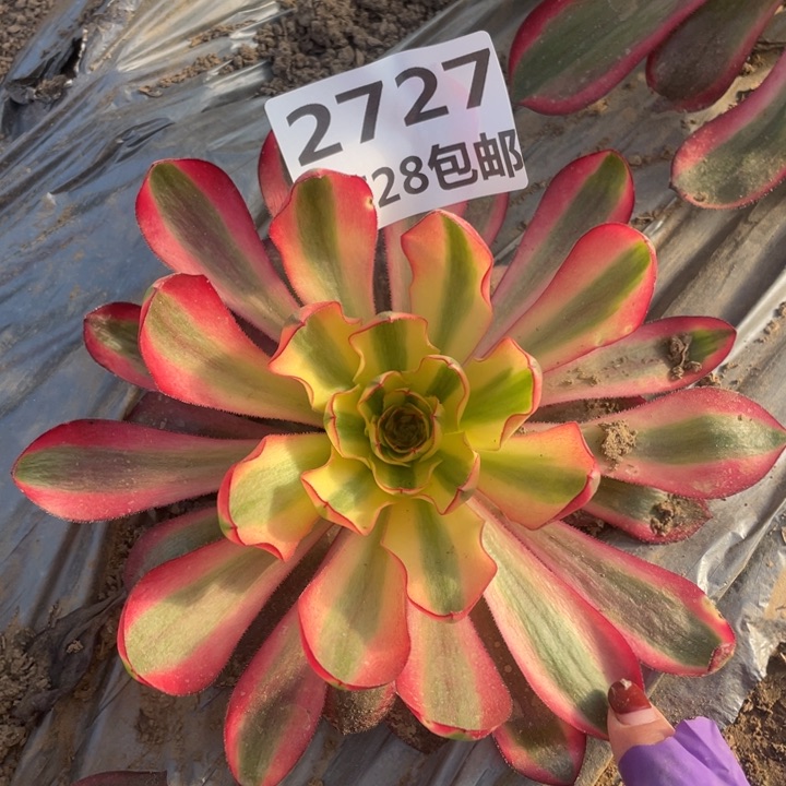 2727阿波罗二号棚A