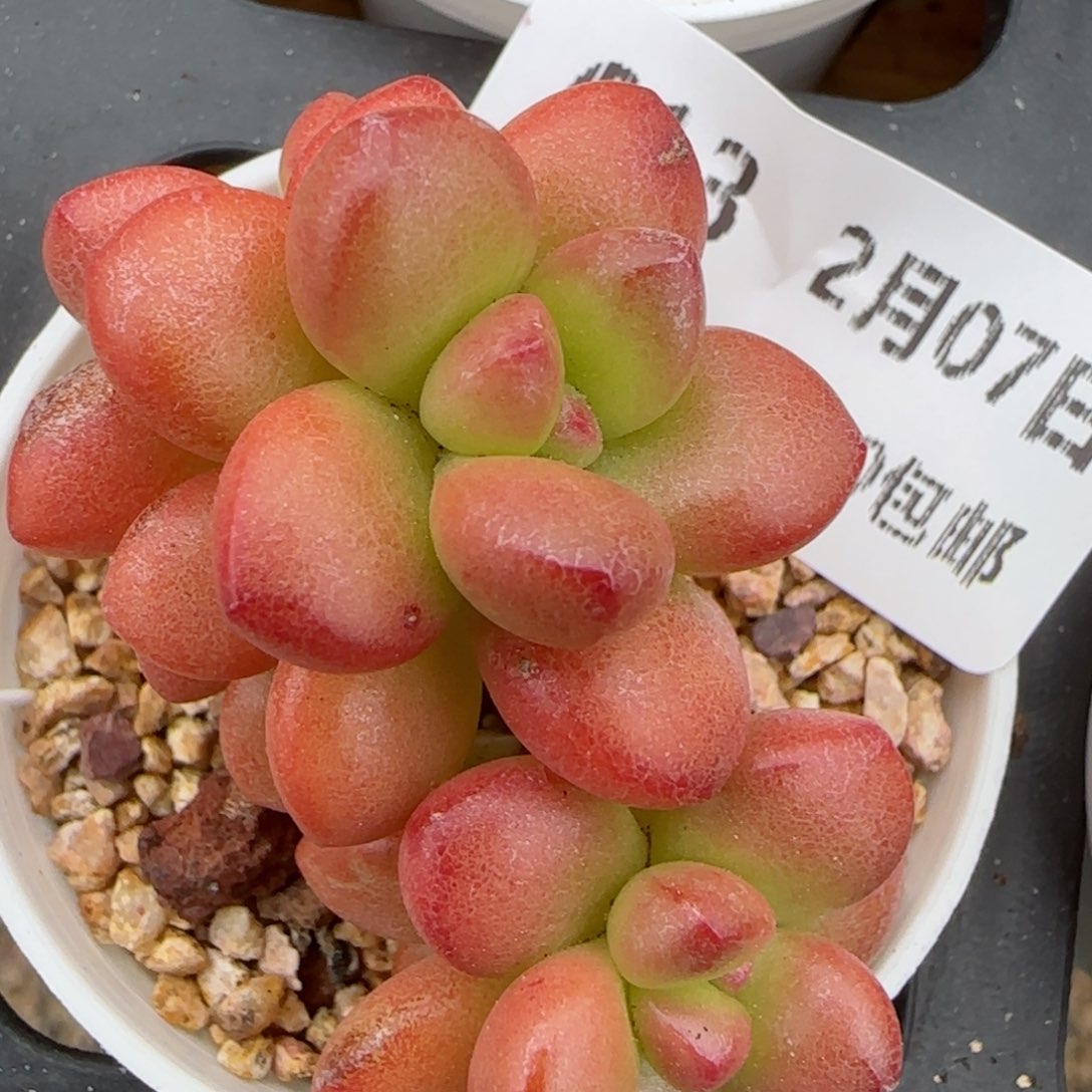 花语逸镜0207-613