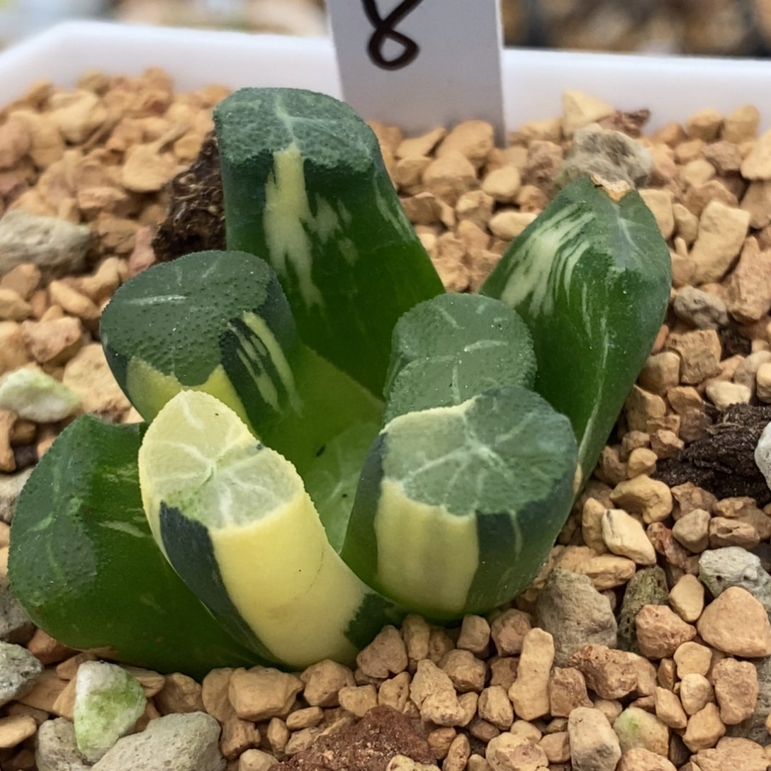 8白庙万象多肉植物