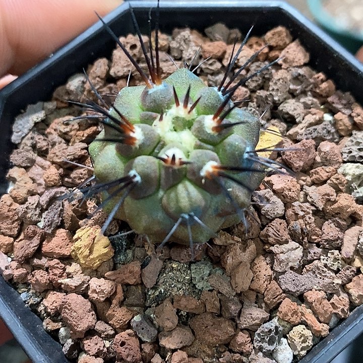 孤品实生优选长黑刺黑士冠2.5cm