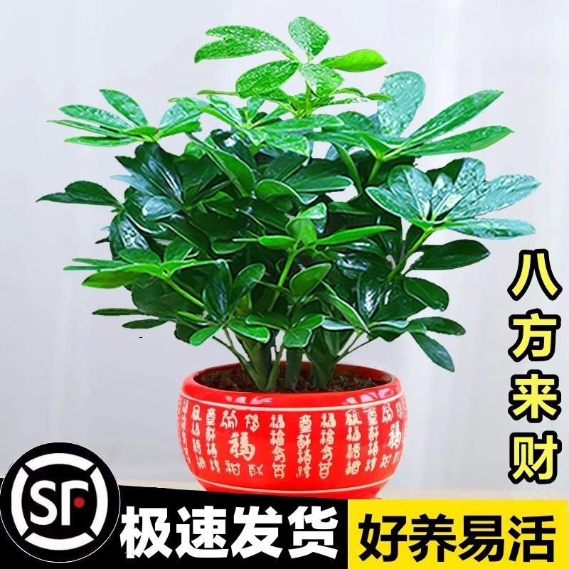 鸭脚木盆栽绿萝箩植物室内花水培绿植四季常青好养发财树吸除甲醛