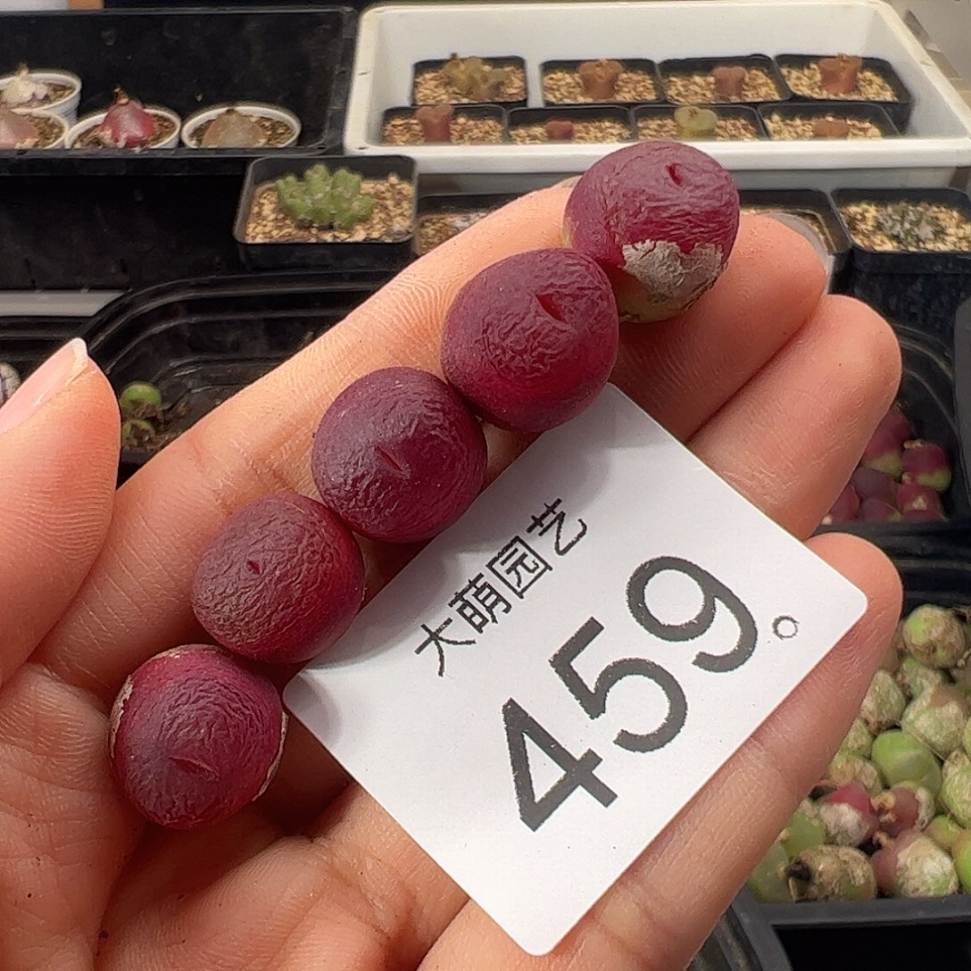 一物一拍            459