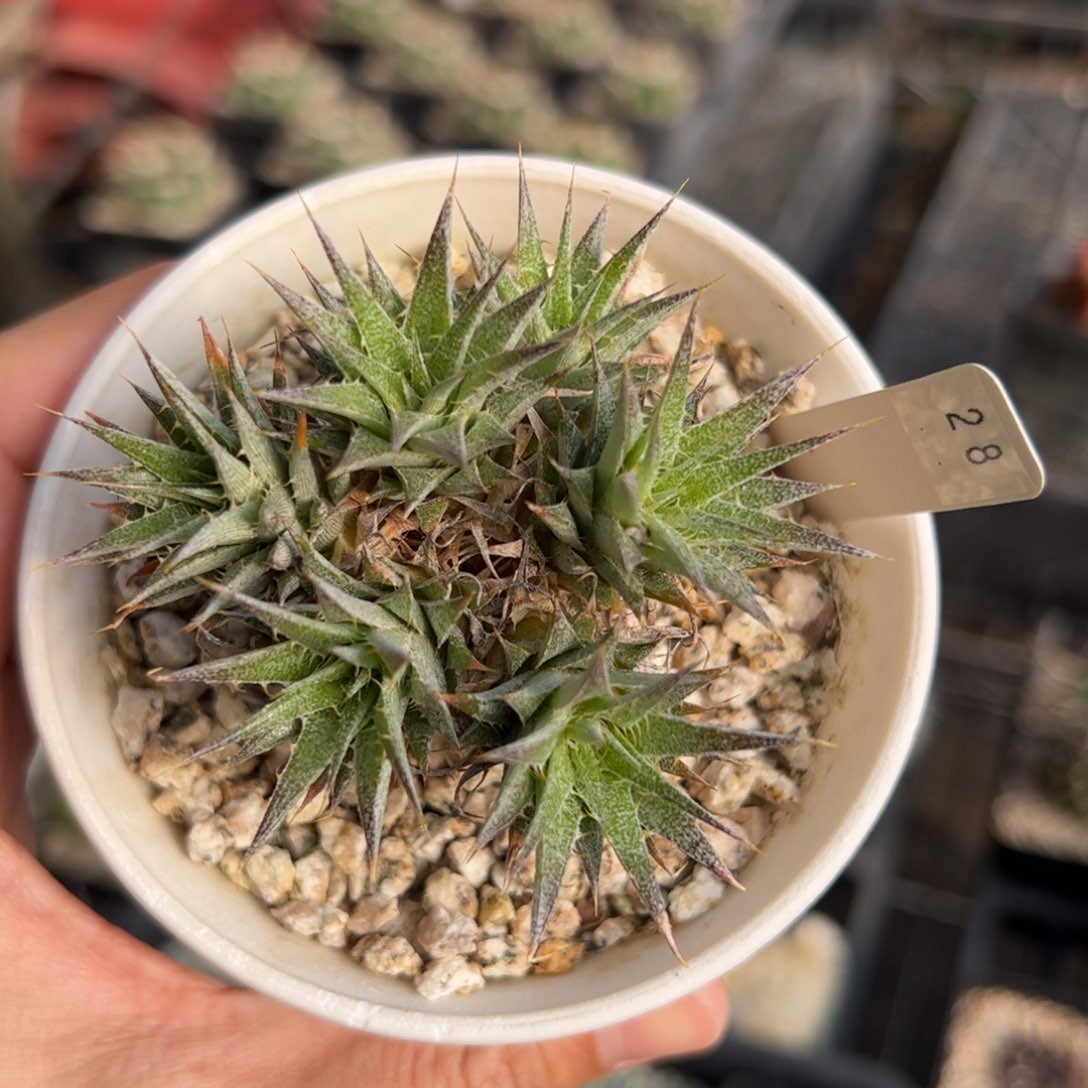 坨坨凤 脱土发货  