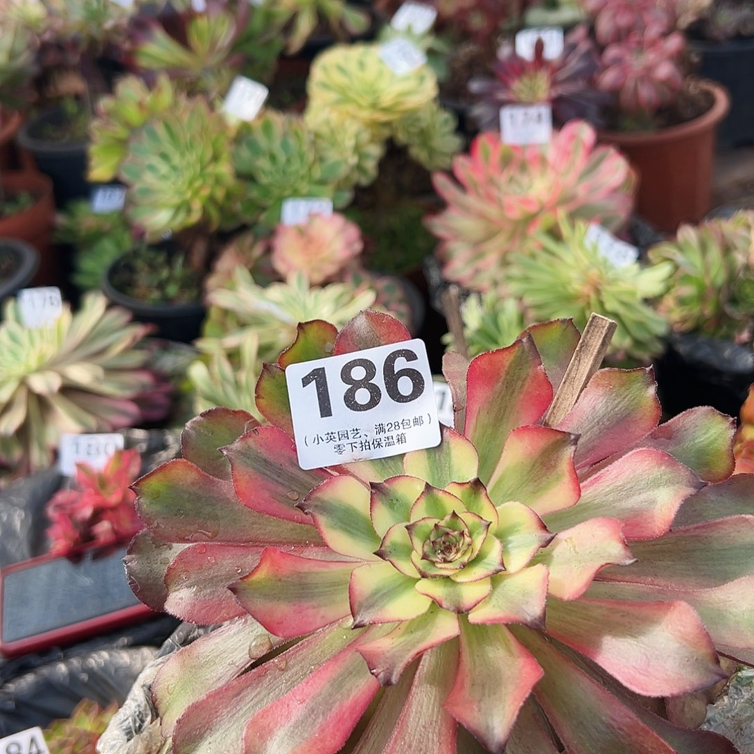 多肉植物多肉植物186