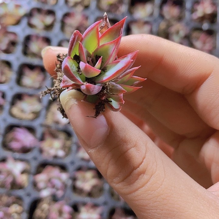 15精品惊鸿2颗一组