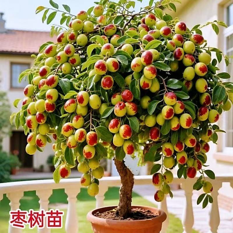  沾化冬枣苗 冰糖冬枣脆甜无渣南方北方种植庭院 枣树果树苗