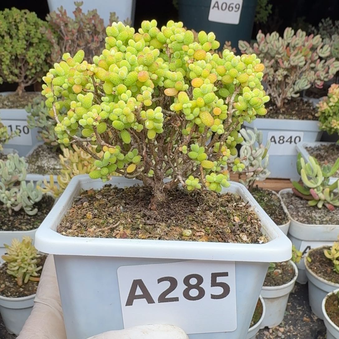 A285金桔糖球福利