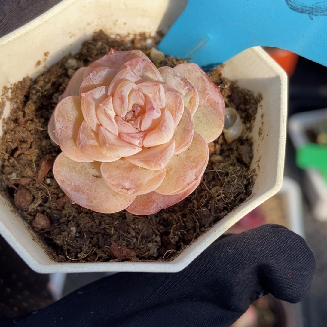 10冰魄多肉植物保护