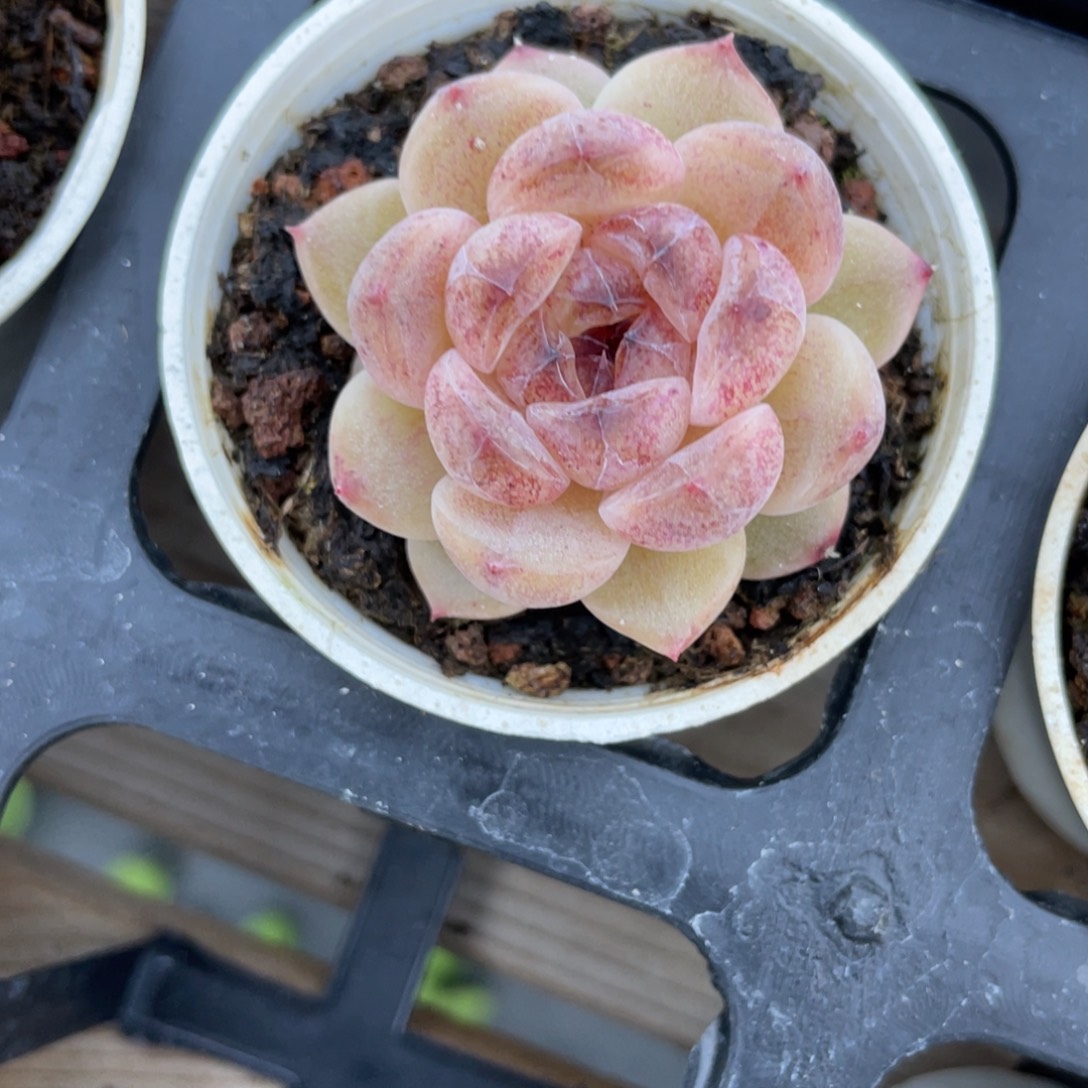 Z1347恶魔珍妮福利