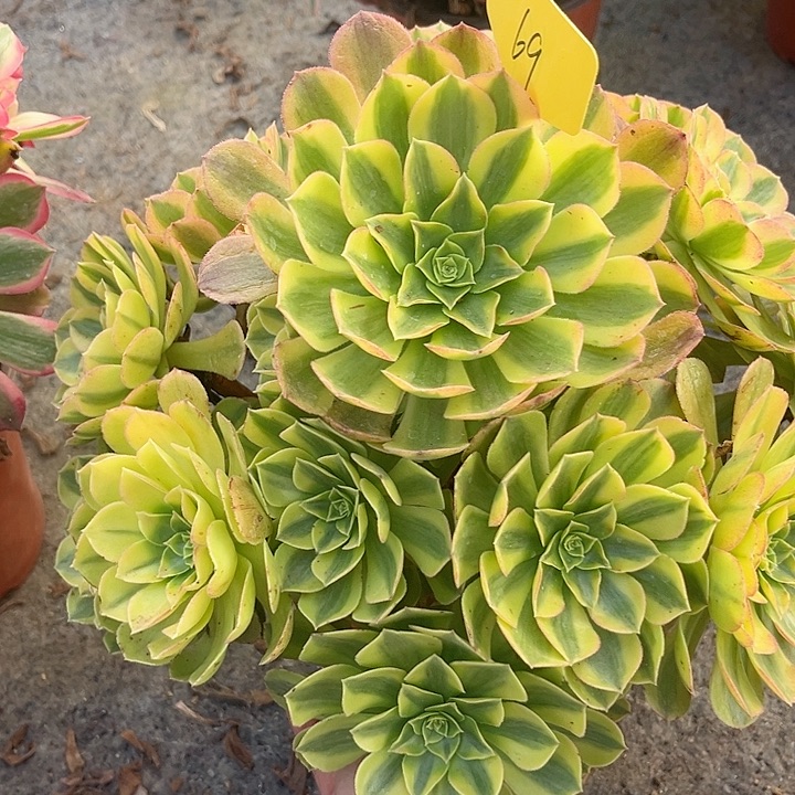 69一颗雨荷法师多肉