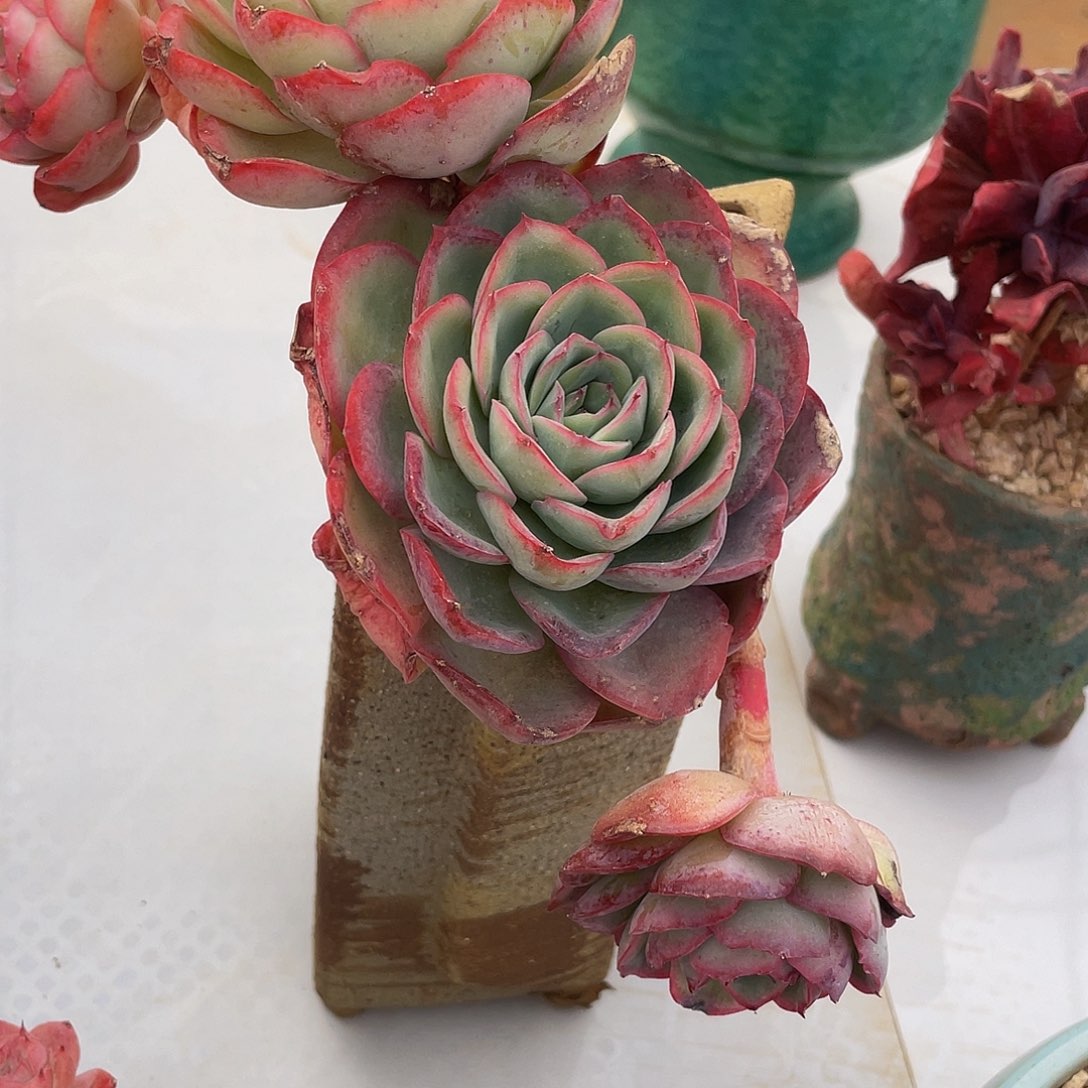 晨露有砍8 多肉多肉多肉