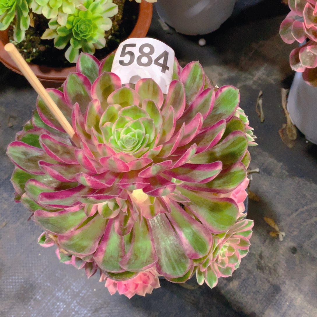 孔雀翎584法师多少
