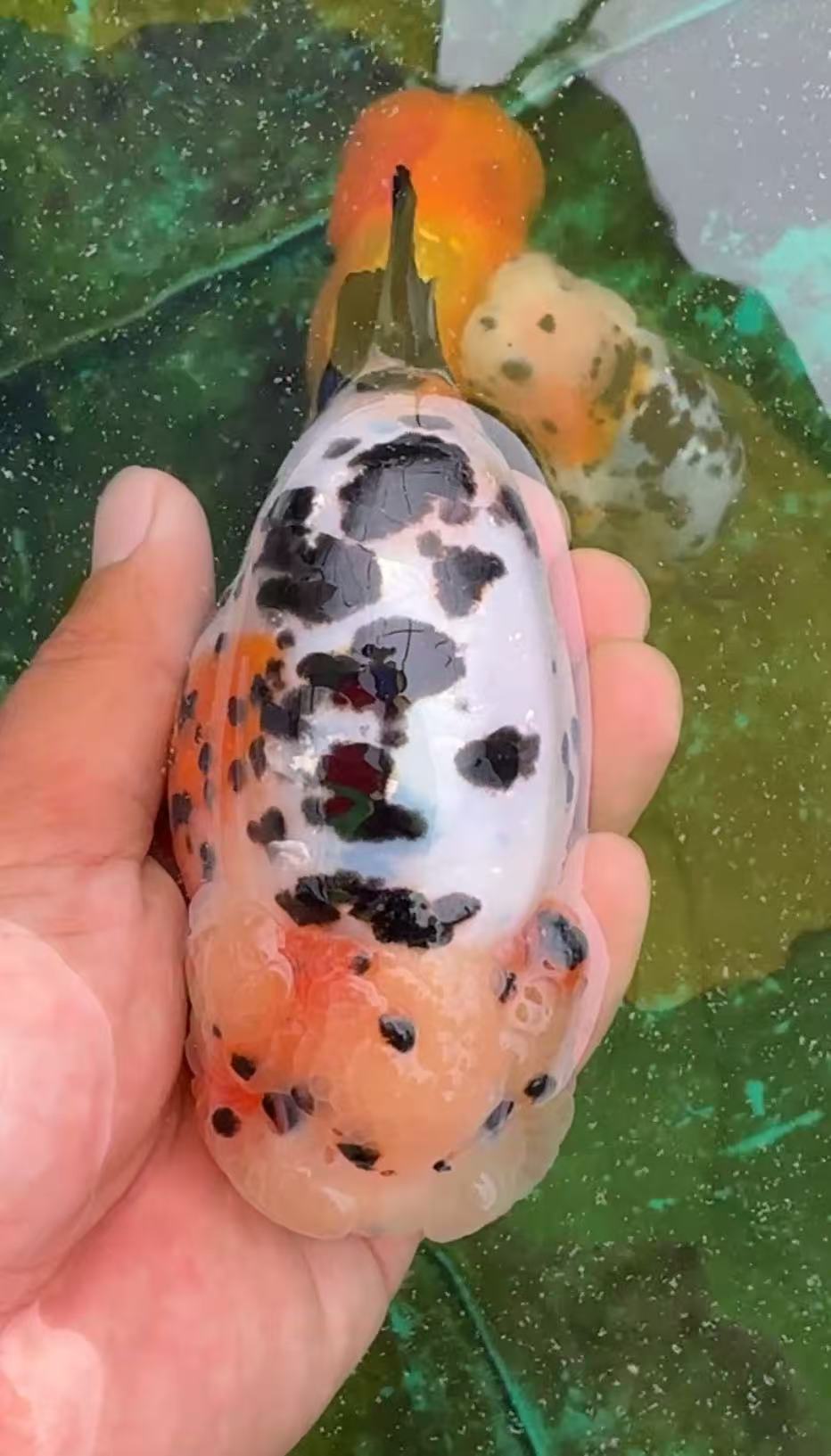 精品兰寿泰狮金鱼