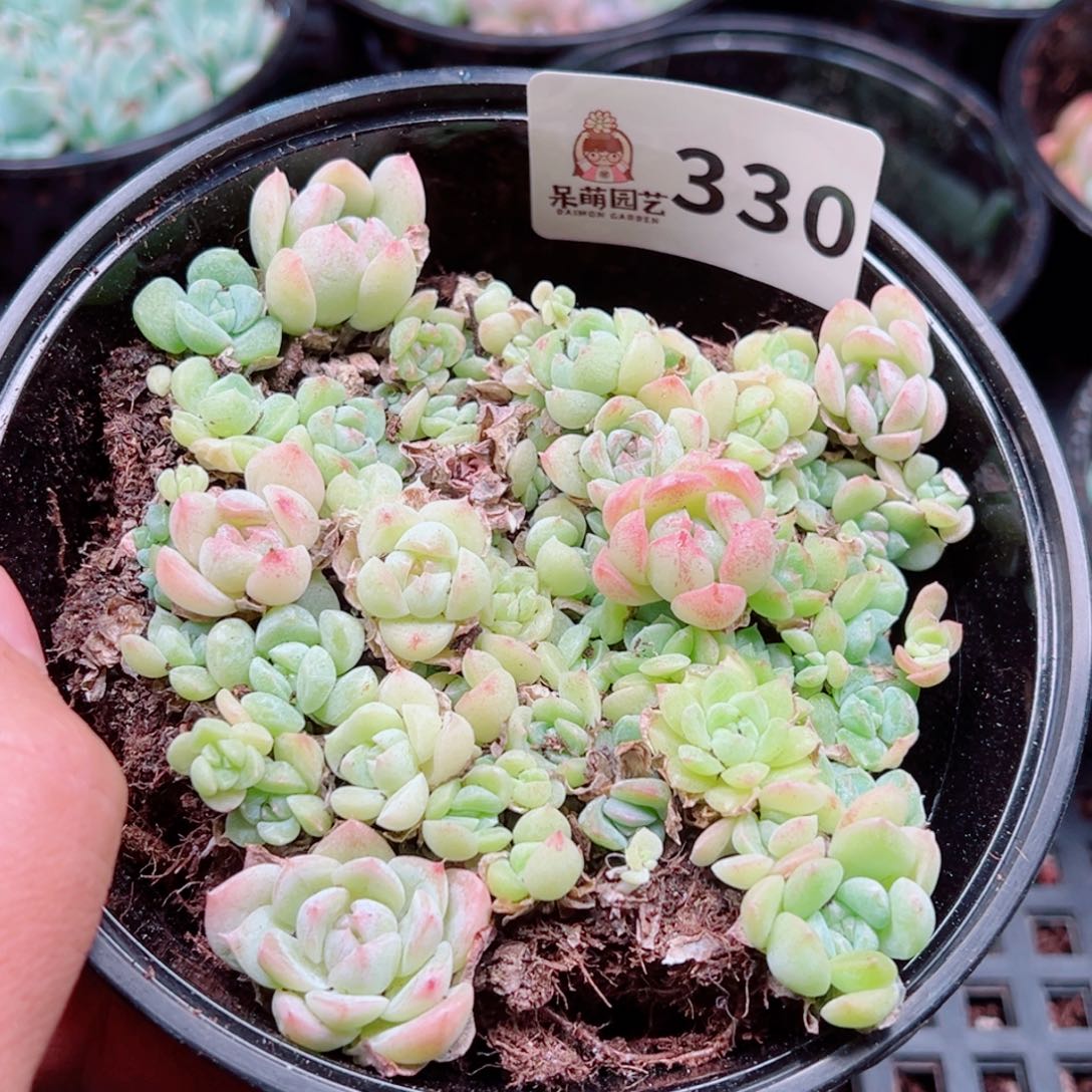 多肉植物多肉植物