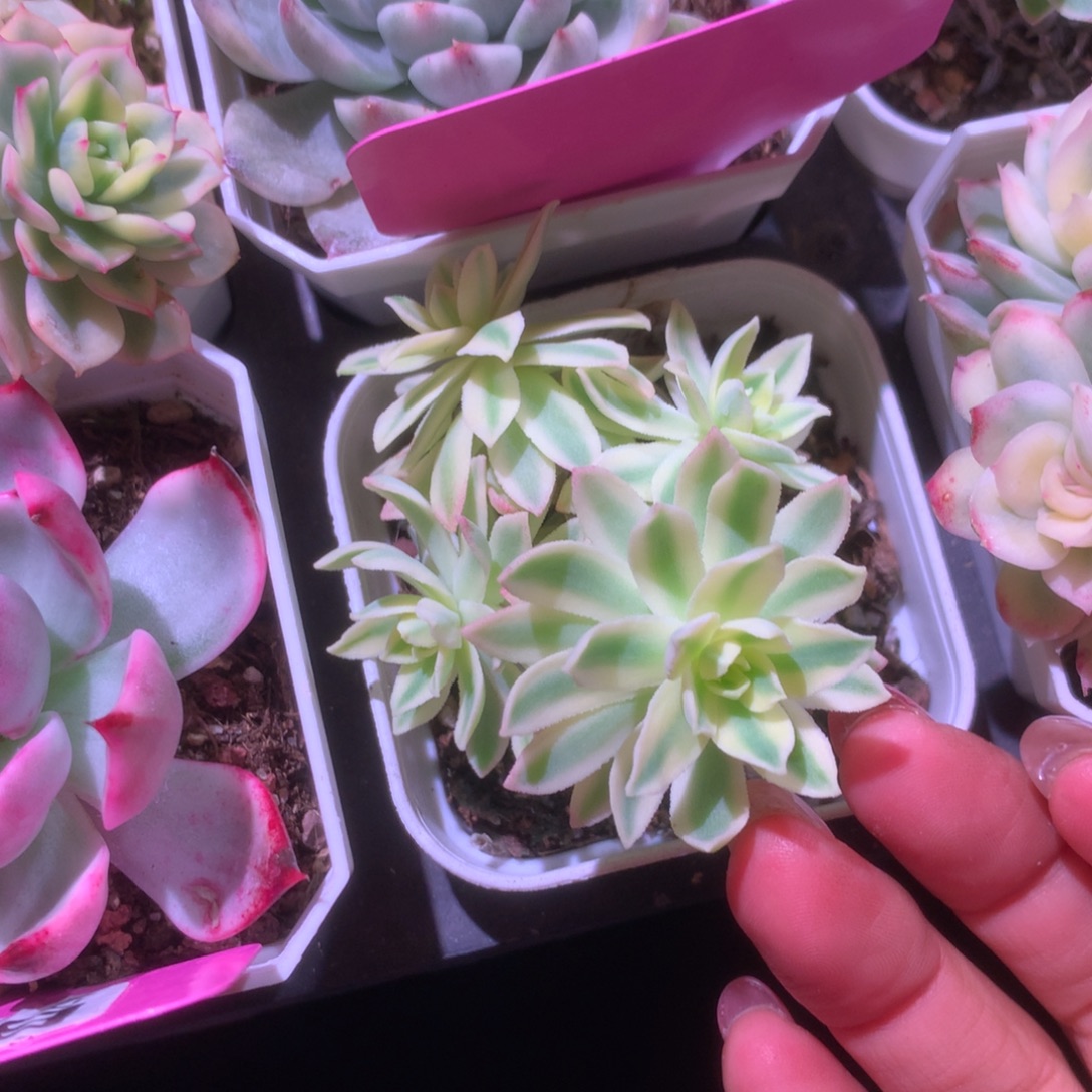 薄花妆覆轮锦群生有根