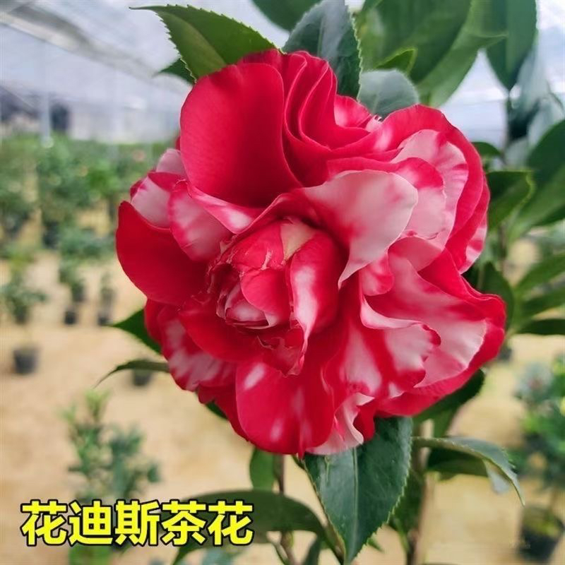 花迪斯茶花盆栽绿植花卉室内客厅懒人好养四季常青植物