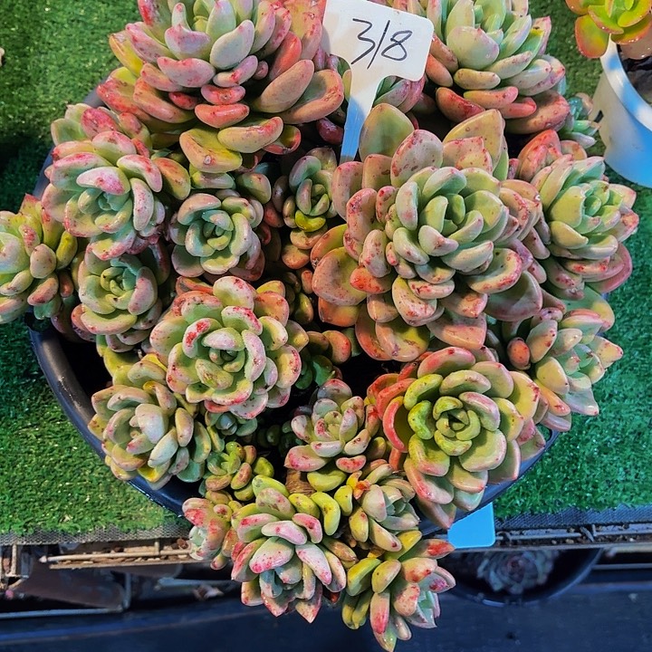 温***范丽娟花卉奶油饿梨大群