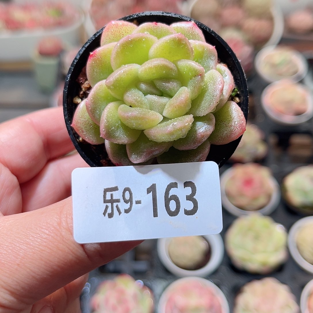 乐9-163 新品单头 