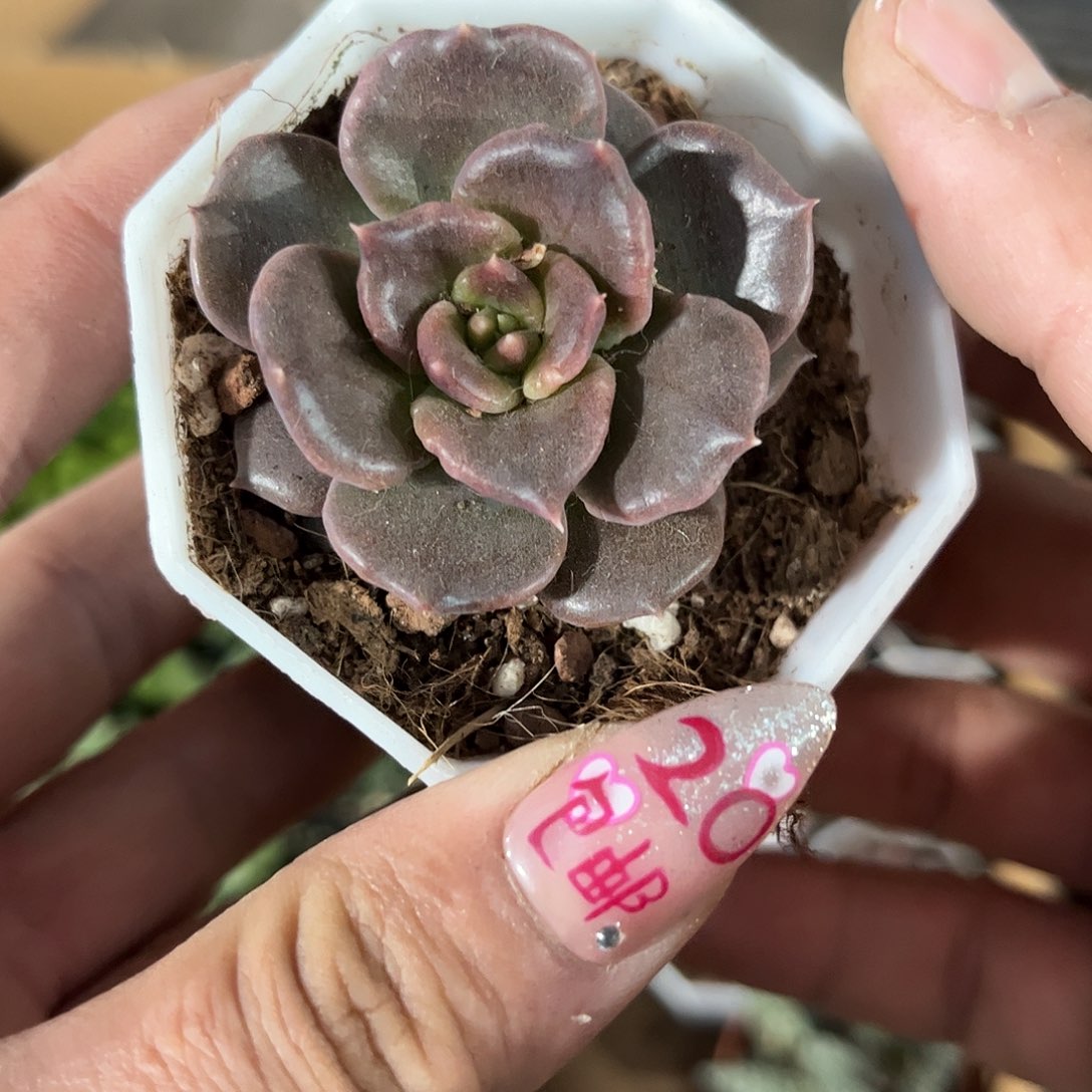 黑饺子皮单头发货