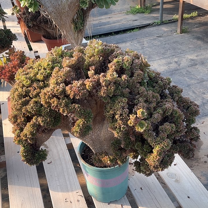 瑕疵万法师缀化011