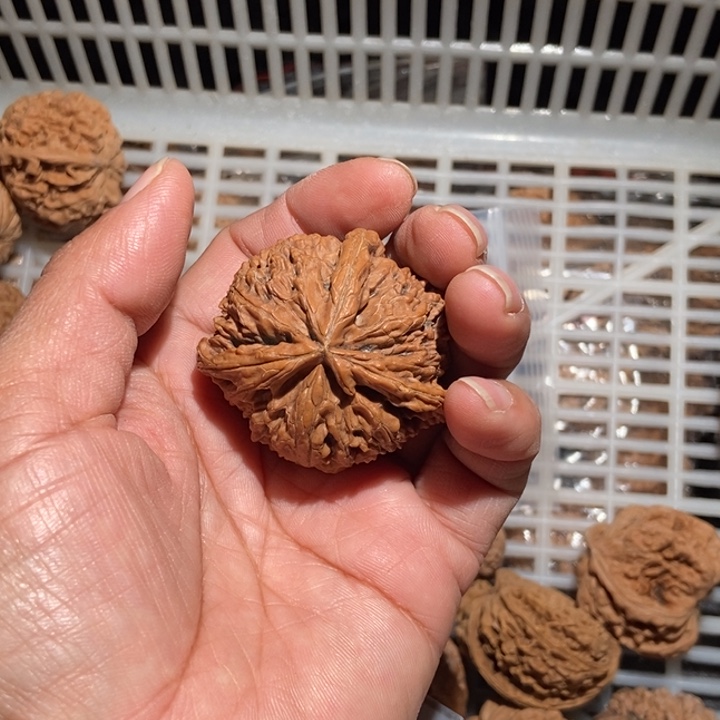 钱****核桃宫灯尺寸47全品