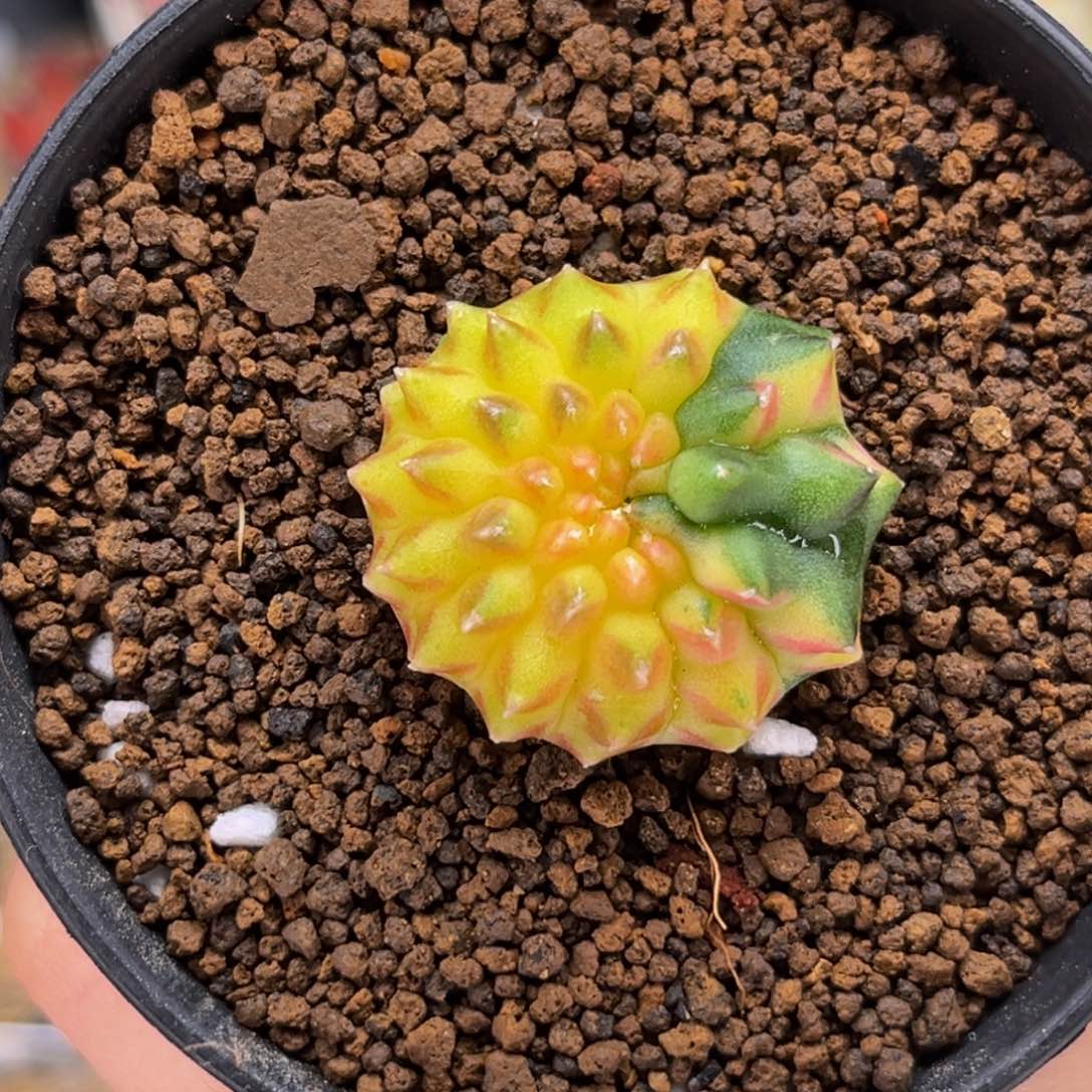 黄金榴莲锦 米哈仙人球