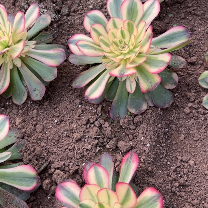 多肉植物利栀的植物