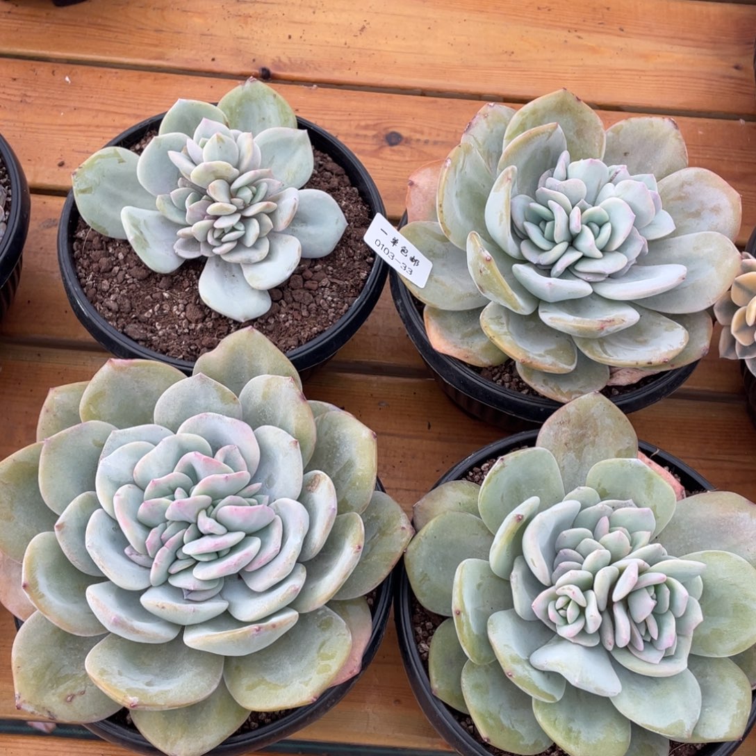 家***贝0103-33-打包四颗。。。。。。