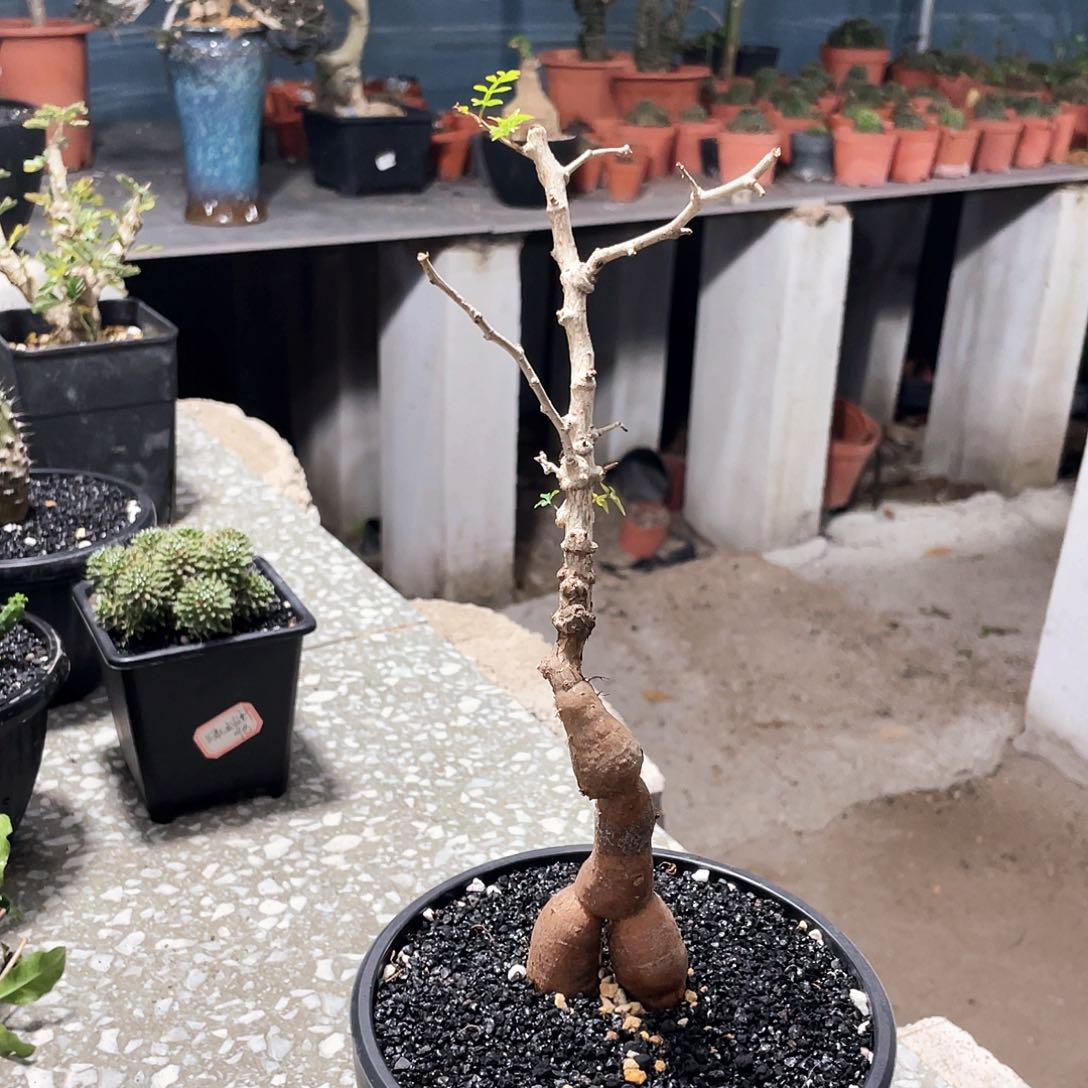 象足漆666666666666666666666