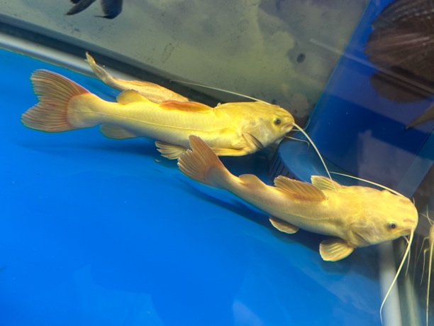 黄化招财猫 招财猫龙鱼配鱼中大型混搭观赏鱼适合大