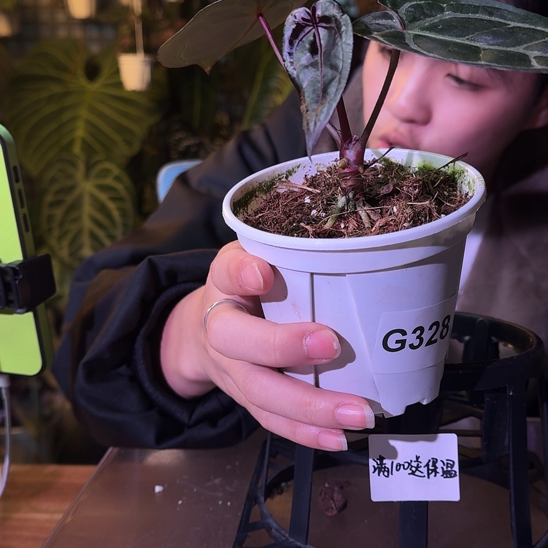 不开花植物G400织梦者杂黑曜石紫水晶