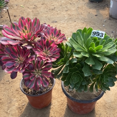 993，2颗多肉法师