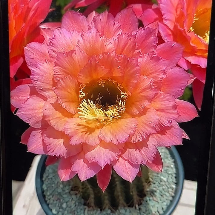 牛牛毛花柱7厘米起