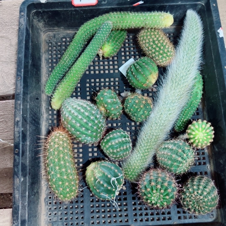 33框拍歪虫咬小斑无根侧芽无售后20包邮