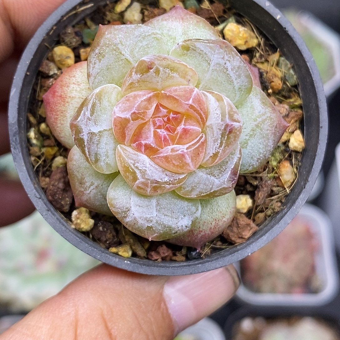 糖心30包邮非偏远