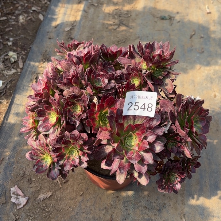 安娜锦多肉法师2548