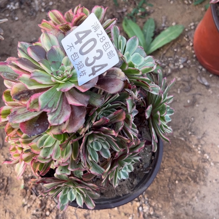 水彩画多肉植物法师4034