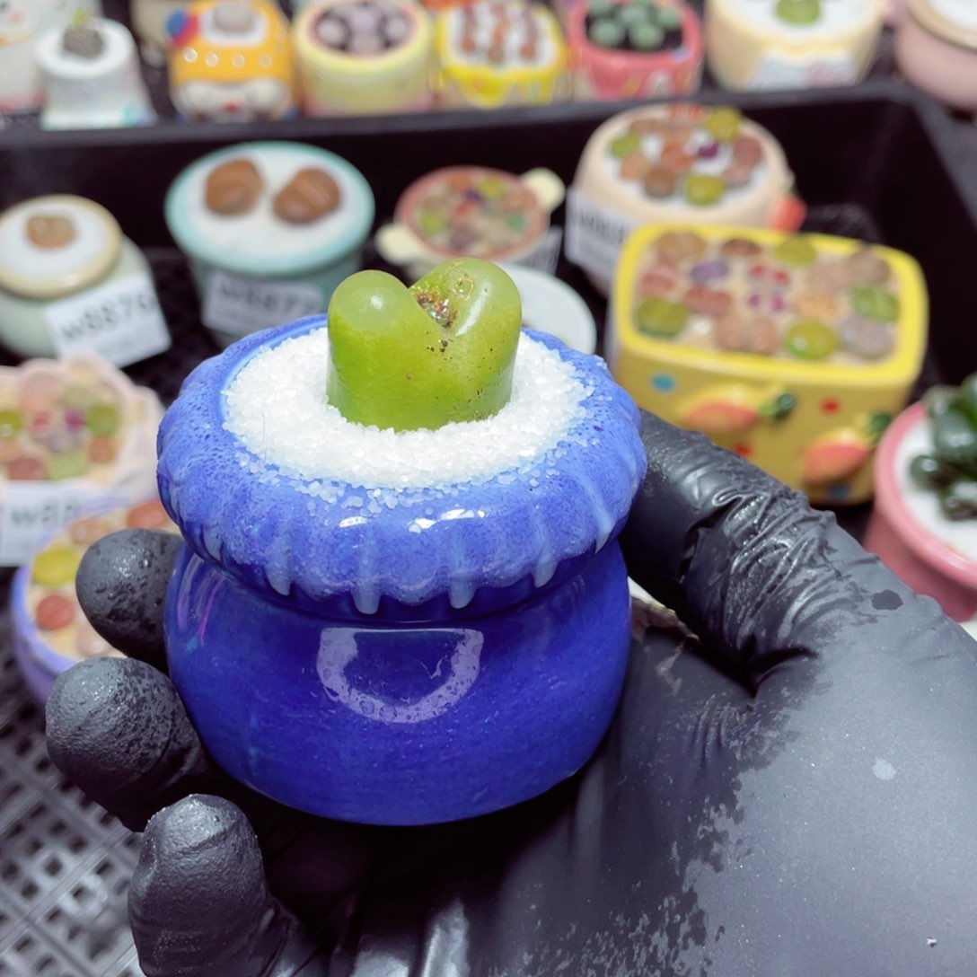 w8889--零下地区拍保温箱，-15度支持寄养