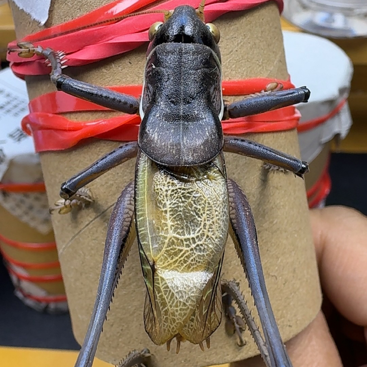 须爪眼不包精品纯野籽大蝈蝈（纯新脱个头略小）直播间竞拍专属链接