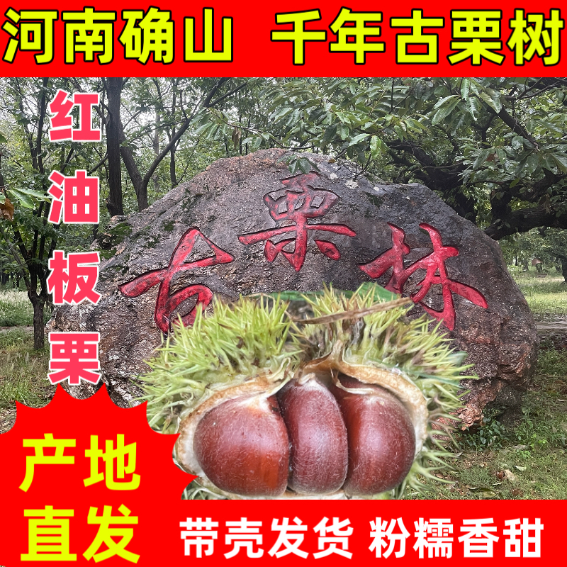 河南确山老树红油板栗带壳生板栗粉糯面香甜