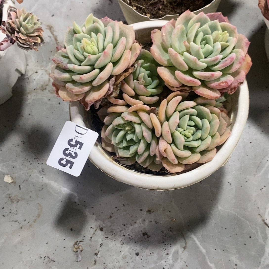 新****②535千山雪多肉植物