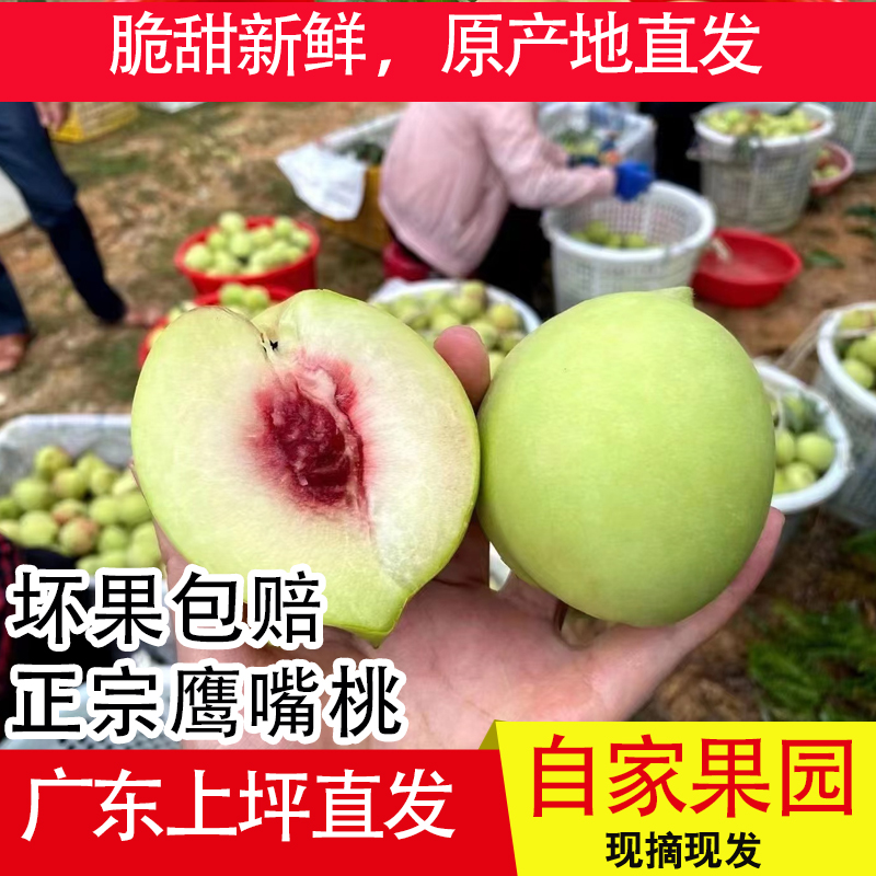 正宗河源连平鹰嘴桃头茬当季新鲜孕妇水果纯甜无酸脆软两吃当天现摘原产直发五斤广东桃子整箱包邮到家广东省
