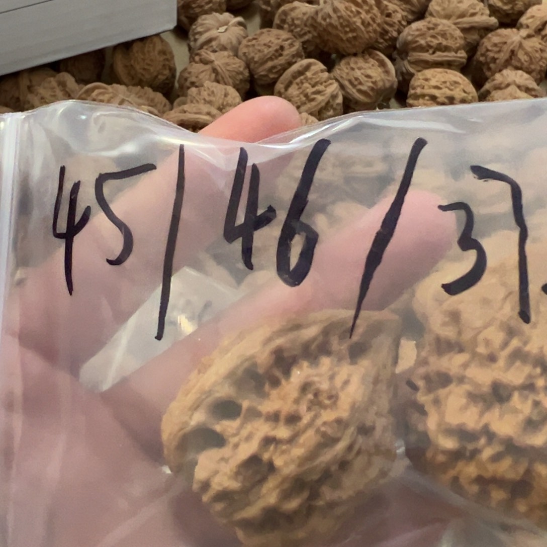 宋*贺45尺王勇麒麟纹官帽