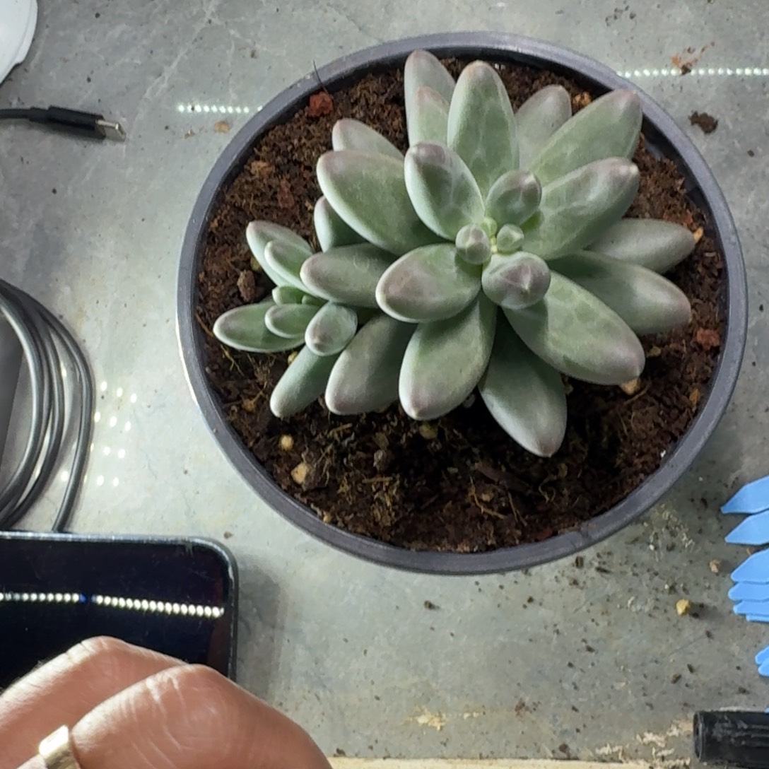 3***儿美人杂交 一物一拍